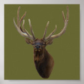 E48 Bull Elk Head in Velvet ポスター (正面)