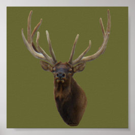 E48 Bull Elk Head in Velvet ポスター