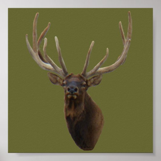 E48 Bull Elk Head in Velvet ポスター (正面)