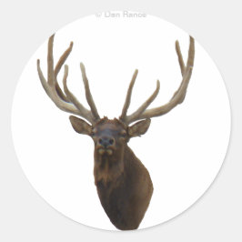 E48 Bull Elk Head in Velvet ラウンドシール