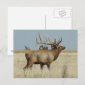 E4 雄のエゾシカ ポストカード (正面/裏面)