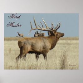 E4 Bull Elk Herd Master ポスター