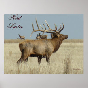 E4 Bull Elk Herd Master ポスター
