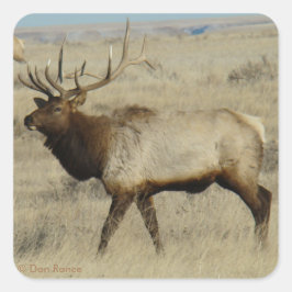 E55 マンテルシカ スクエアシール