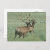 E56ブルエルクインベルベット ポストカード (正面/裏面)