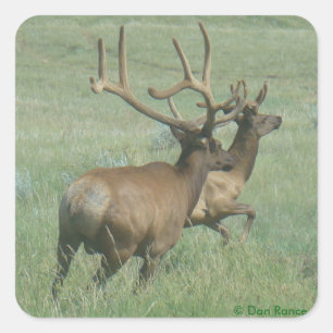 E56 Bull Elk in Velvet スクエアシール