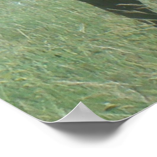 E56 Bull Elk in Velvet ポスター (角)