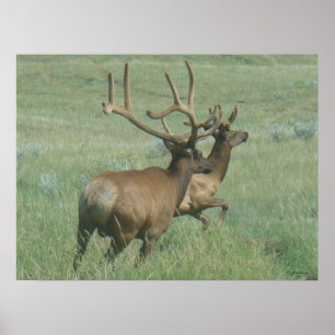 E56 Bull Elk in Velvet ポスター