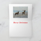 E57 Big Bulls on Snow Christmas Card サンキューカード (内部)