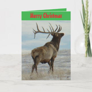 E58 Big Bull Elk On Snow Christmas Card シーズンカード