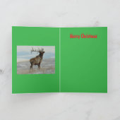 E58 Big Bull Elk On Snow Christmas Card シーズンカード (内部)