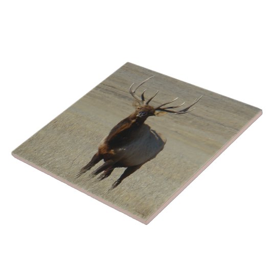 E59ブルエルク タイル (側面)