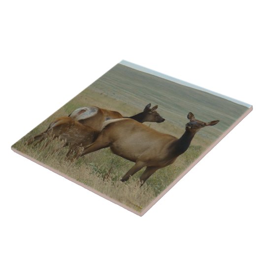 E61カウエルクとカーフ タイル (側面)