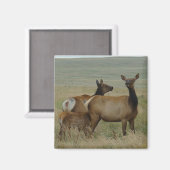 E61カウエルクとカーフ マグネット (正面/裏面)