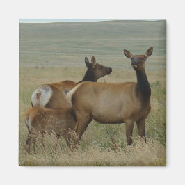 E61カウエルクとカーフ マグネット