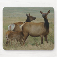 E61牛オオシカおよび子牛