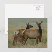 E61 シカの雌と子 ポストカード (正面/裏面)