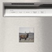 E63ブルエルクアンドプロングルアンテロープ マグネット (インサイチュ (食洗機))