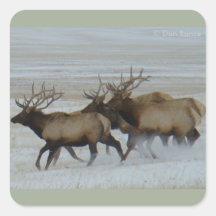 E64ブルエルクランニング