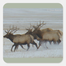 E64ブルエルクランニング スクエアシール