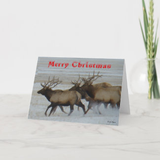 E64  Bull Elk Running Christmas Card サンキューカード