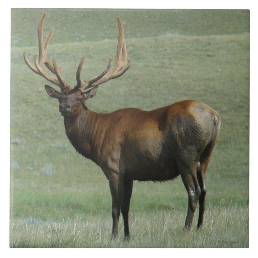 E65 Bull Elk Mady Bull in Velvet タイル (正面)