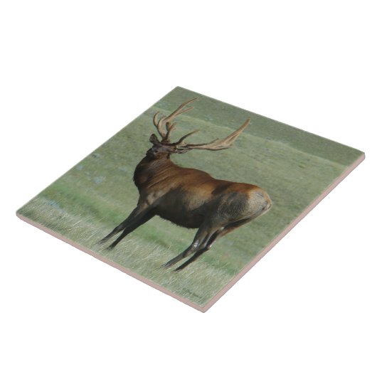 E65 Bull Elk Mady Bull in Velvet タイル (側面)