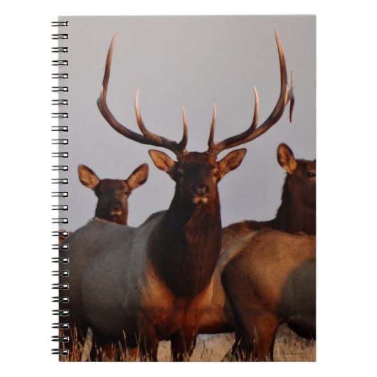 E66 シカとメス ノートブック (正面)