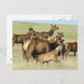 E7牛のエルクと子牛食べ物を与えの ポストカード (正面/裏面)