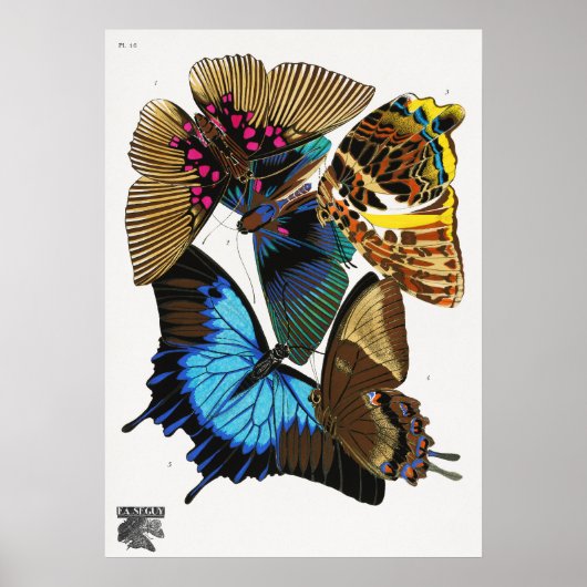 E.A.セガイのヴィンテージ蝶(1925年) ポスター (正面)