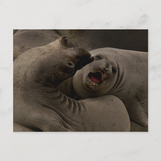 E-Seals曲線はがき ポストカード (正面)