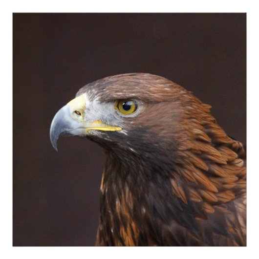 Eagle002 フォトプリント (正面)