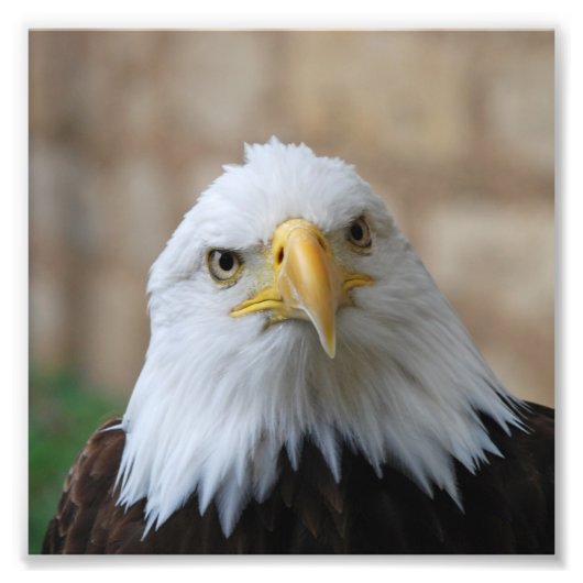Eagle_2015_0201 フォトプリント (正面)
