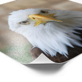 Eagle_2015_0201 フォトプリント (角)