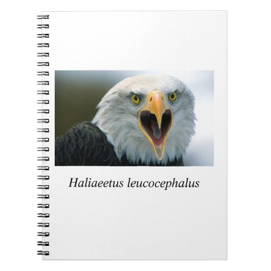 Eagle#2 ノートブック (正面)