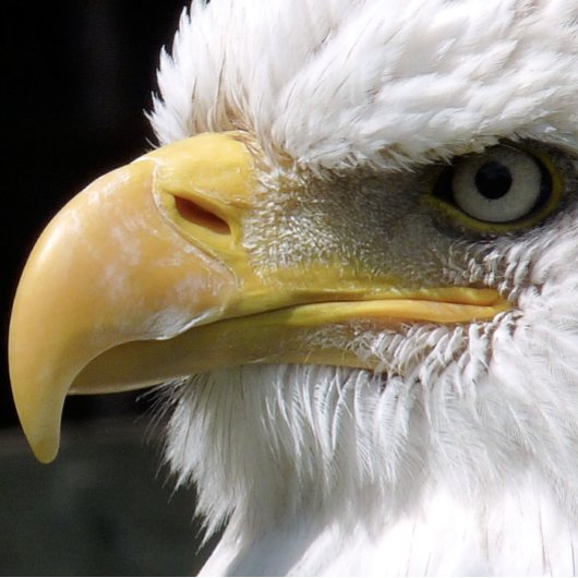 EAGLE BIRD OF PREY スクエアシール