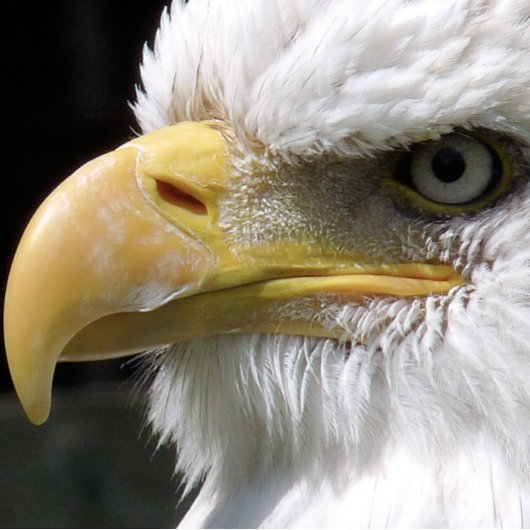 EAGLE BIRD OF PREY   薄葉紙