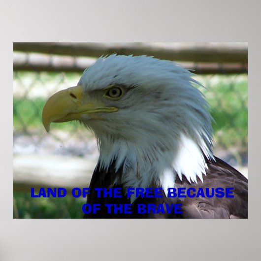 Eagle, LAND OF THE FREE BECAUSE OF THE BRAVE ポスター (正面)