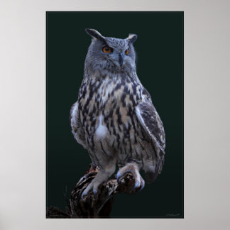 Eagle Owlフォトポスター–24x36 – 小さい利用可能 ポスター