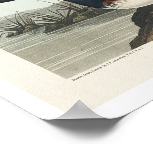 Eared Grebe by Audubon Poster ポスター (角)