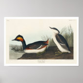 Eared Grebe by Audubon Poster ポスター (正面)
