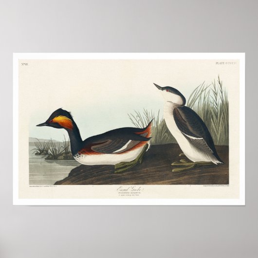 Eared Grebe by Audubon Poster ポスター (正面)