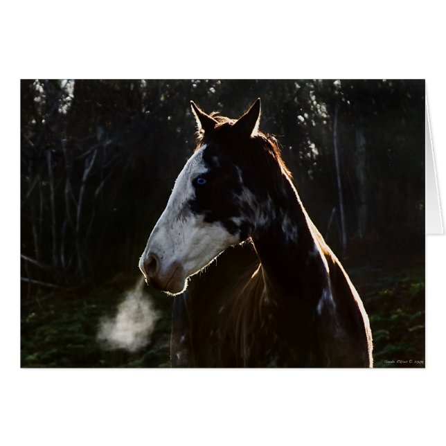 EarlyMornBlues (正面横)