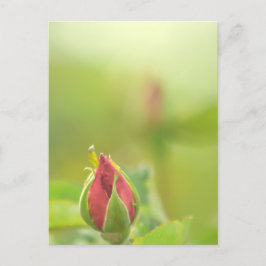 Earth’s Glow and Healing Japanese Flowers/EarthDay インビテーションポストカード