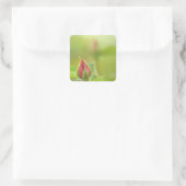 Earth’s Glow and Healing Japanese Flowers/EarthDay スクエアシール (バッグ)