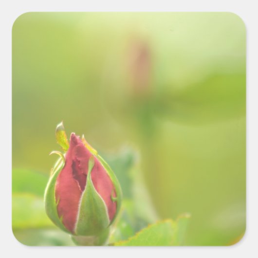Earth’s Glow and Healing Japanese Flowers/EarthDay スクエアシール (正面)