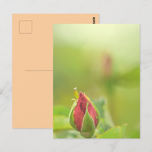 Earth’s Glow and Healing Japanese Flowers/EarthDay ポストカード (正面/裏面)