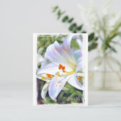 Easter lily [Postcard] ポストカード (スタンド正面)