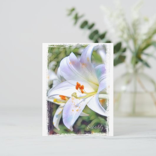 Easter lily [Postcard] ポストカード (スタンド正面)