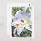 Easter lily [Postcard] ポストカード (正面/裏面)